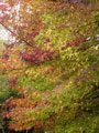 Autumn in Claude Monet's Garden