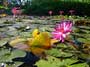 Lily pond in Fiji